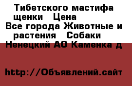  Тибетского мастифа щенки › Цена ­ 10 000 - Все города Животные и растения » Собаки   . Ненецкий АО,Каменка д.